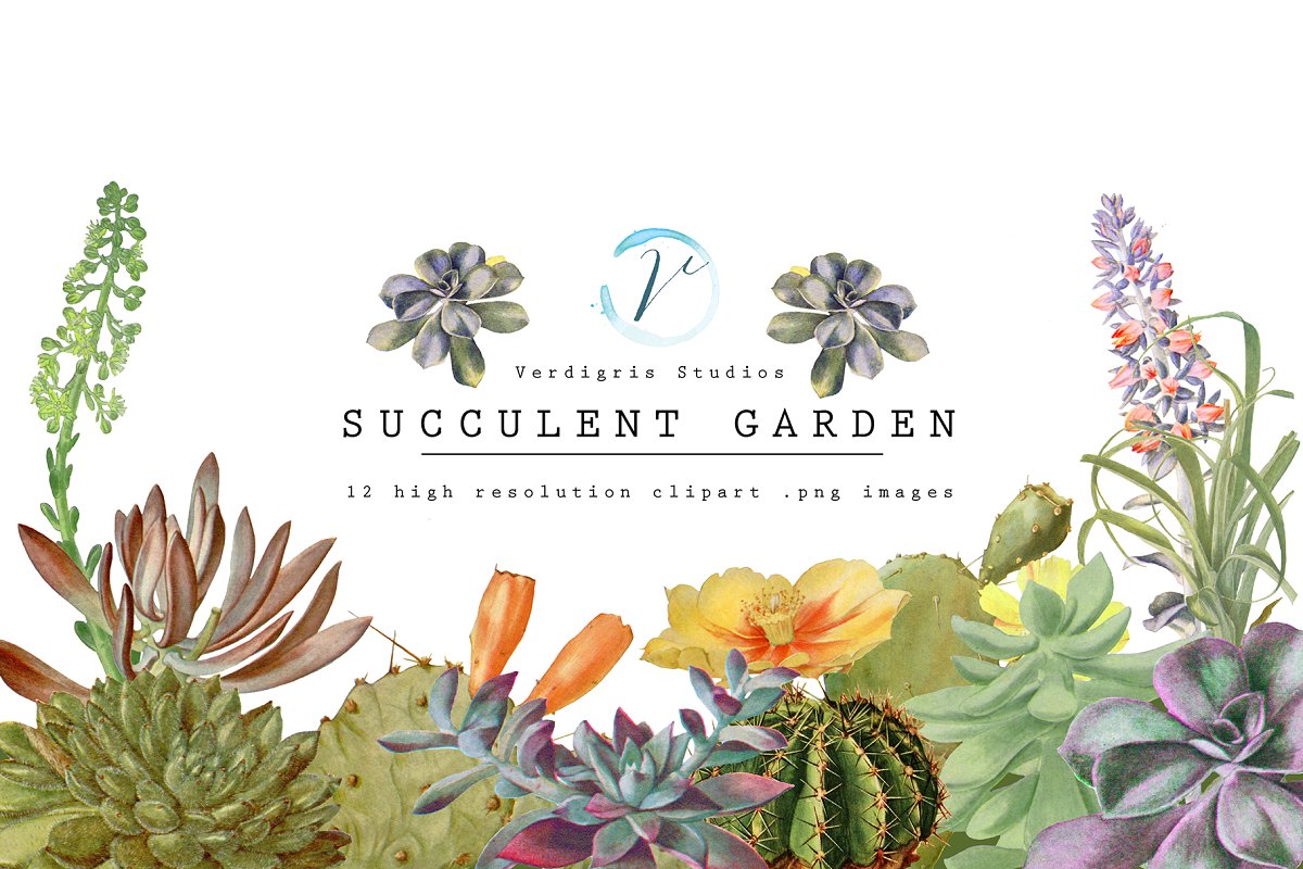 Vintage Succulent and Cactus Clipart