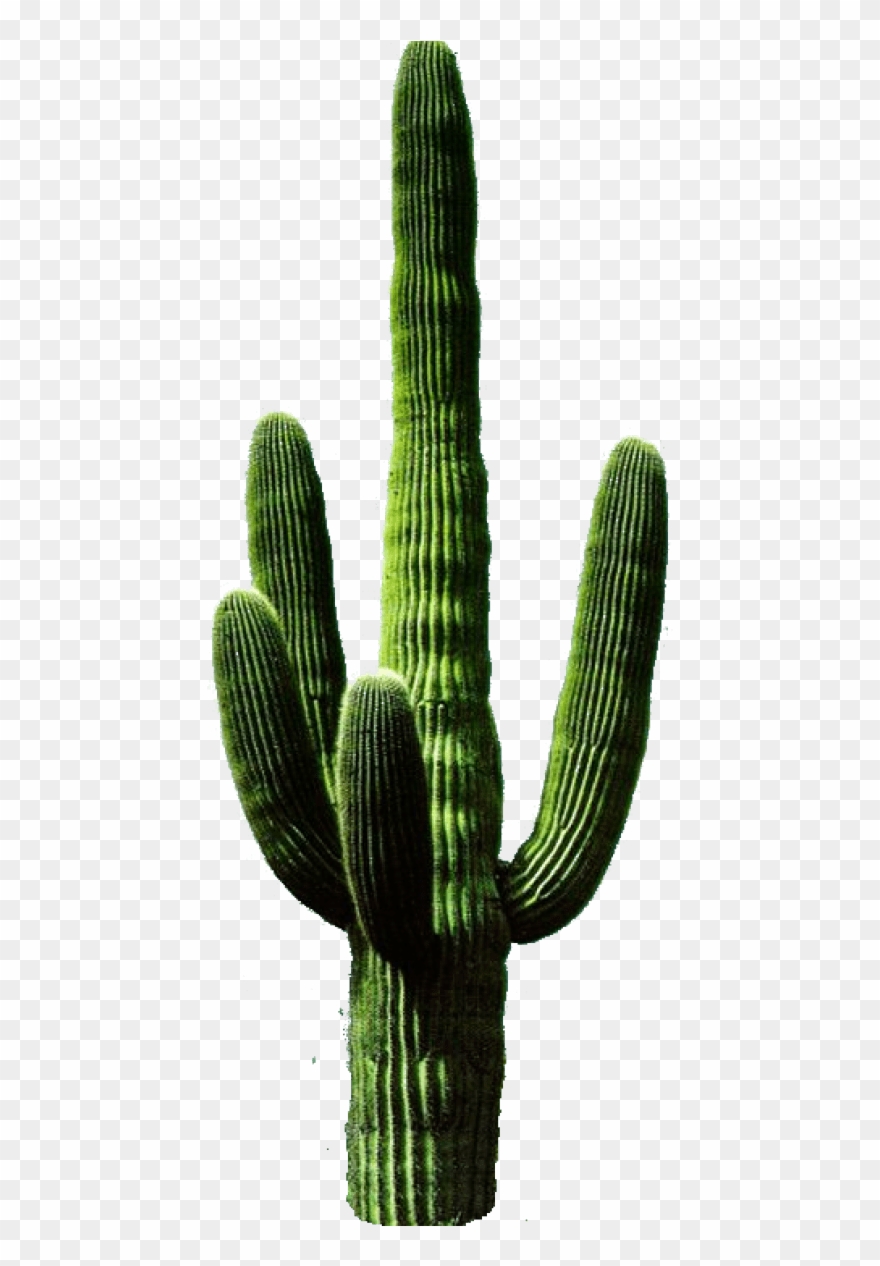 Free png cactus.