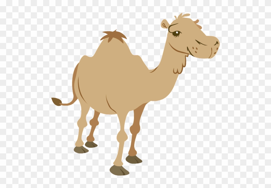 Camel chew animation.