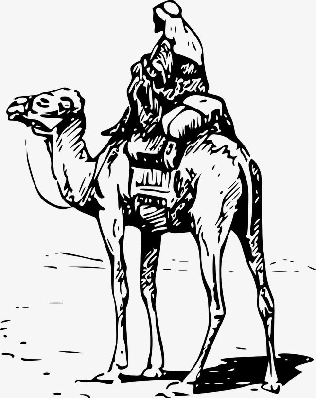 Pin on Camels, of course