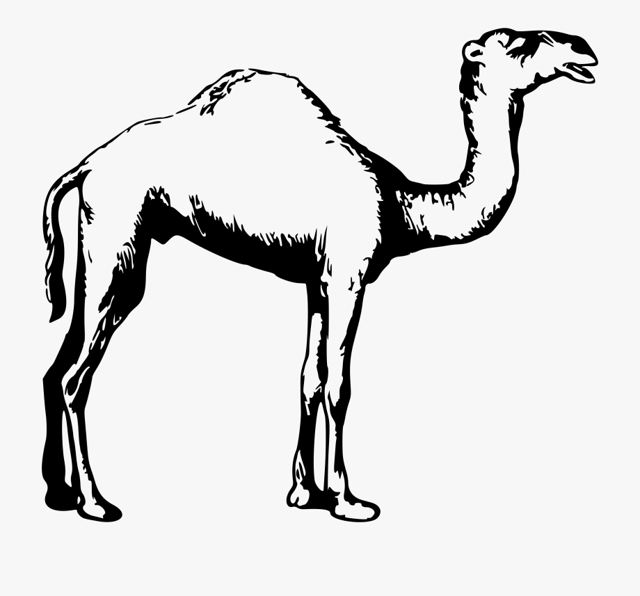 Collection Of Free Camel Drawing Small Download On