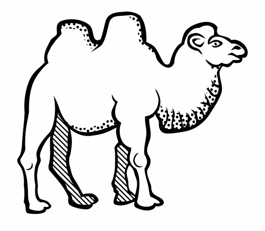 Animal bactrian camel.