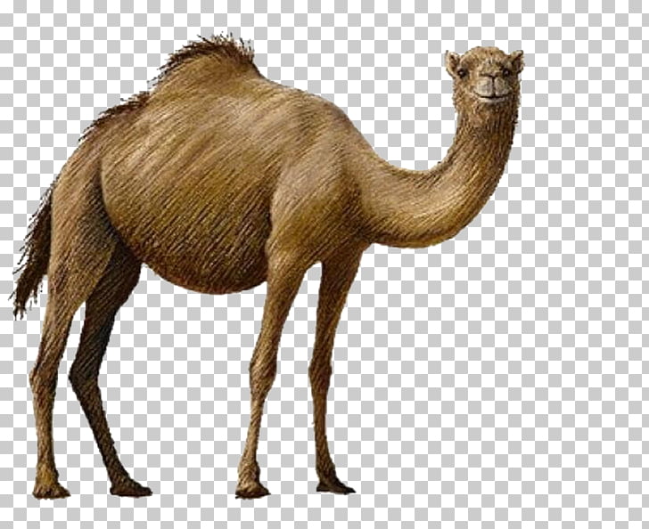 Bactrian camel , camel PNG clipart
