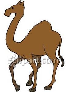 Tall brown camel.