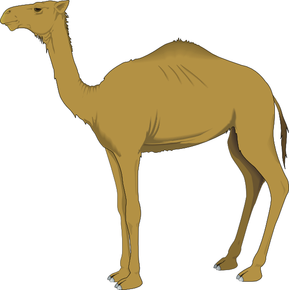 Brown standing camel.