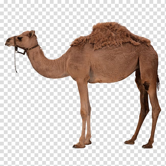 Brown camel , Dromedary Bactrian camel , Camel with saddle