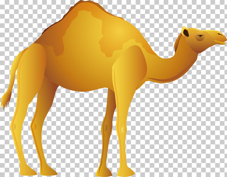 Bactrian camel desert.