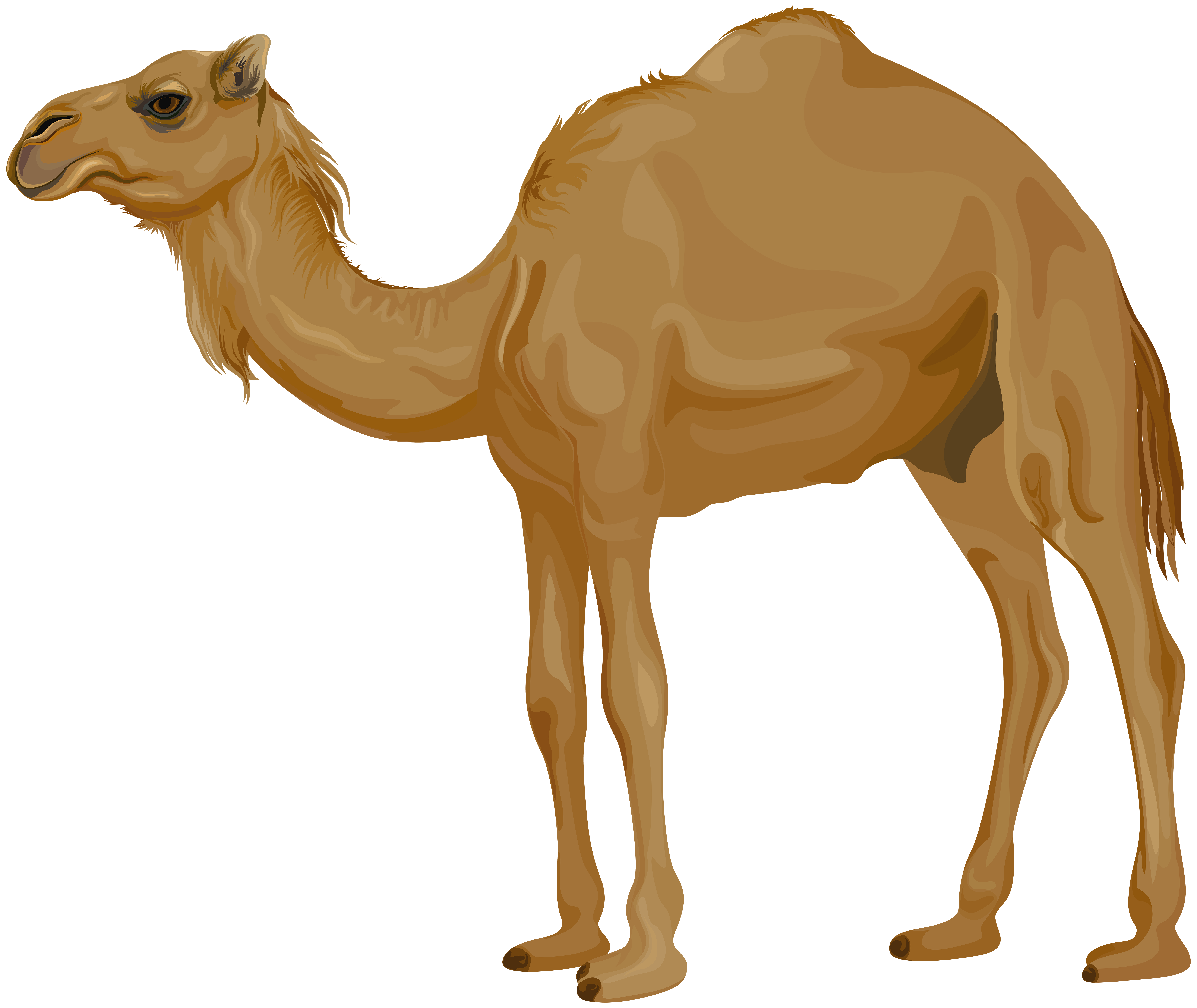 Camel PNG Clip Art Image