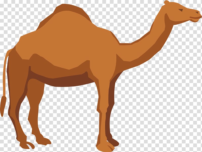Brown camel , Dromedary Apache Camel Illustration, Camel
