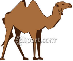 Brown bactrian camel.