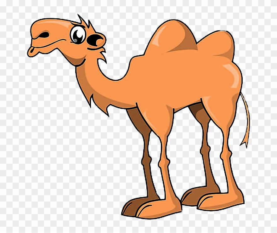 Animals camel hump.