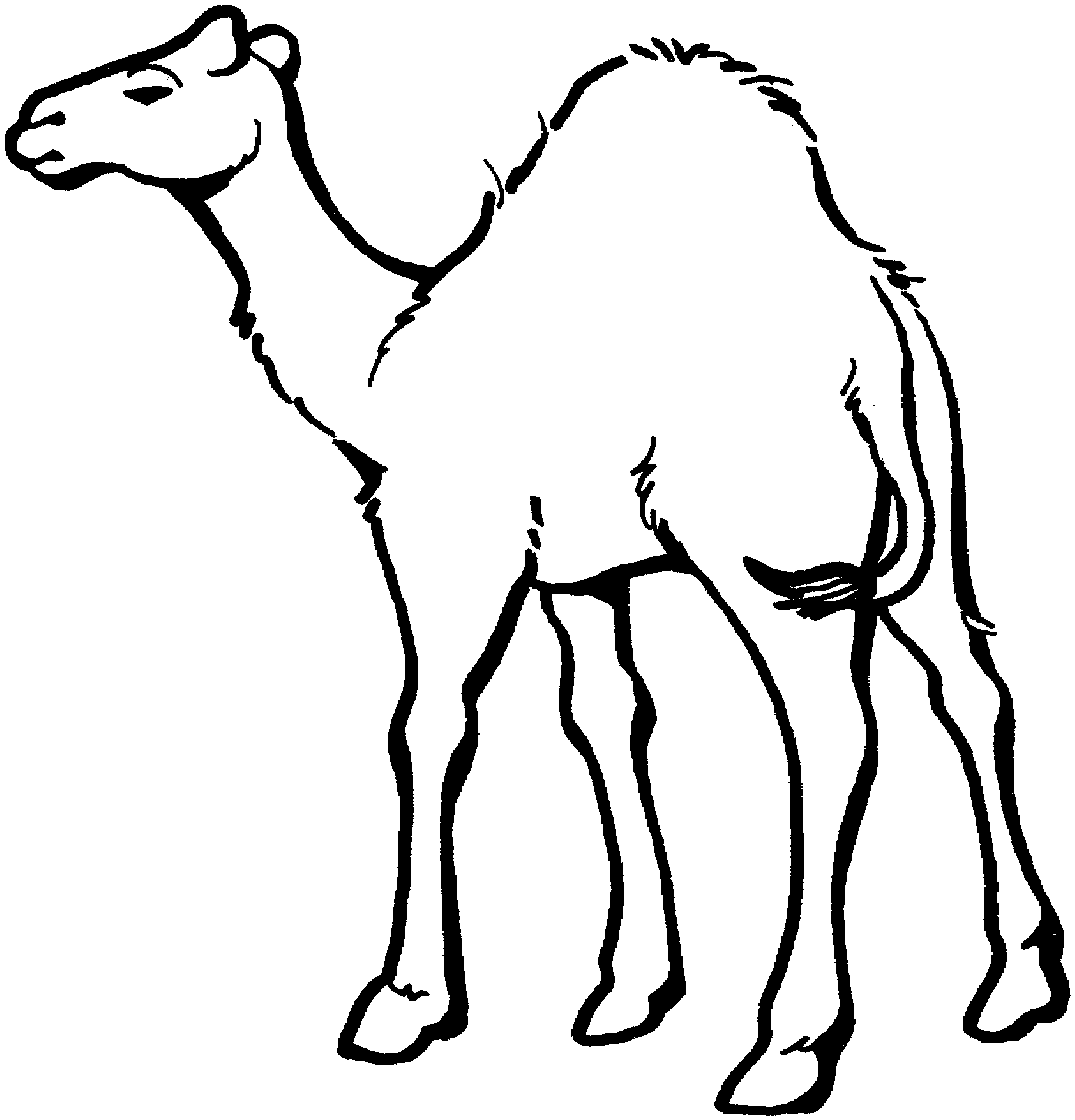 Easy camel drawing.
