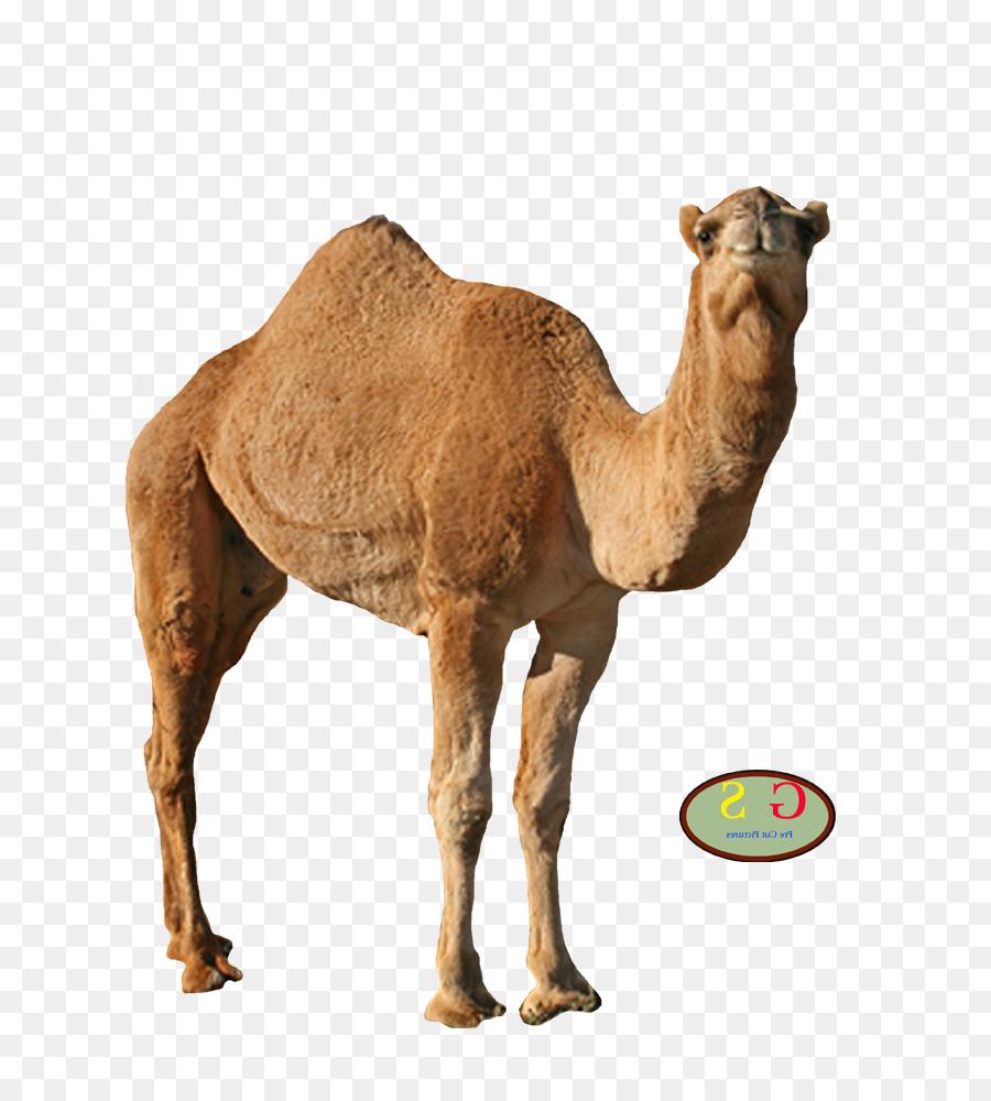 camel clipart face