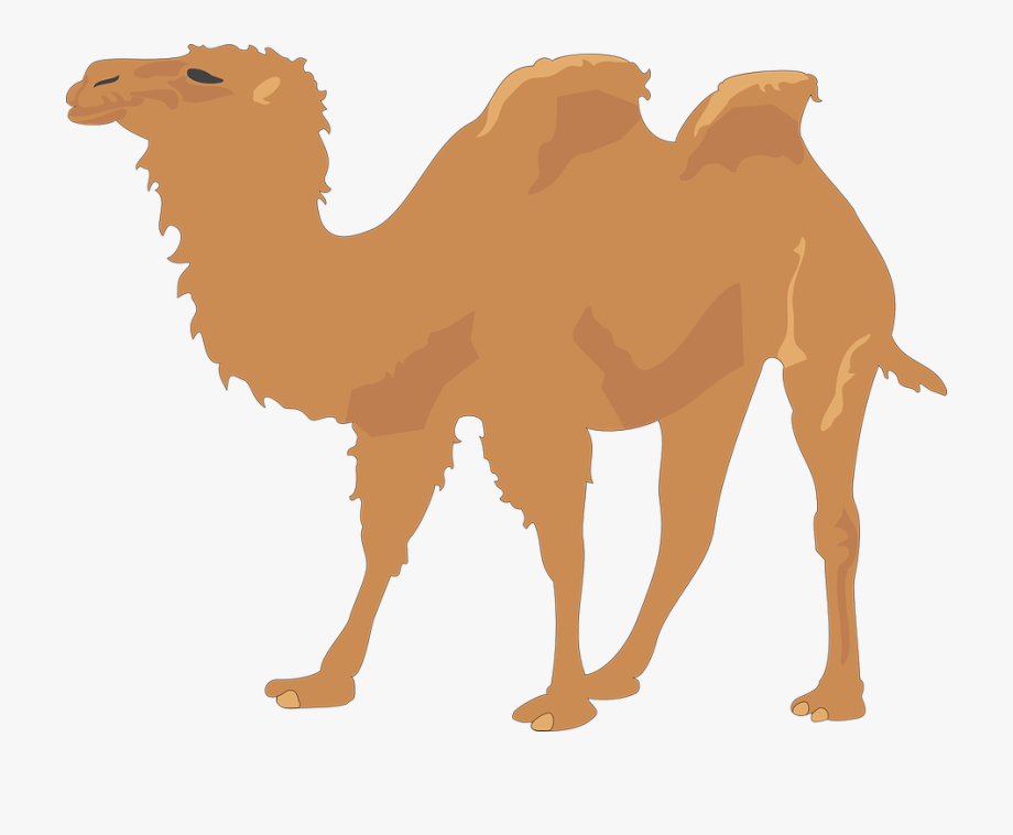 Camel two humps.