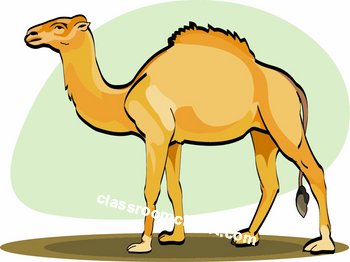 Free camel clipart.