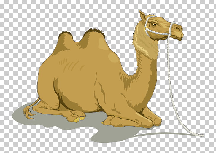 Dromedary Bactrian camel , Camel, brown camel illustration