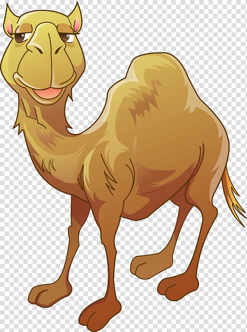Brown camel illustration, Bactrian camel Humour , Camel
