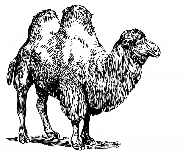 Camel Clipart Illustration Free Stock Photo