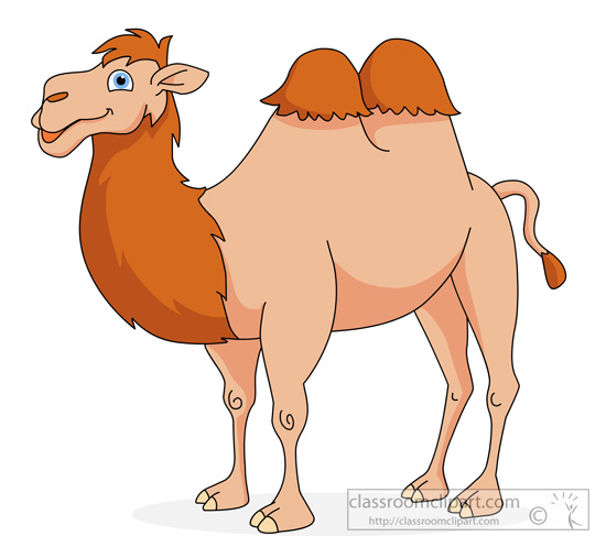 Top camel clip.