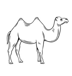 Camel outline vector.
