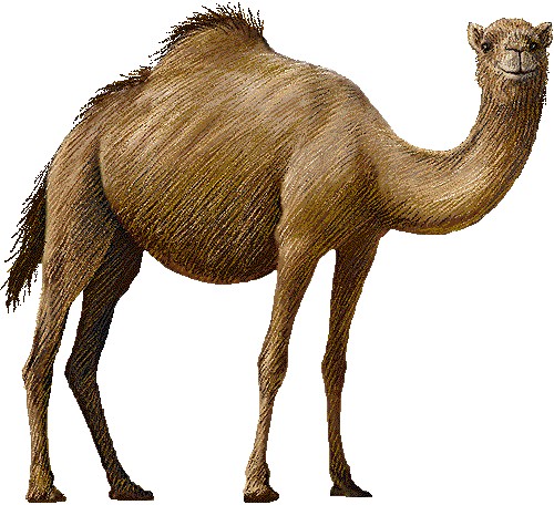 Camel Clipart clip art