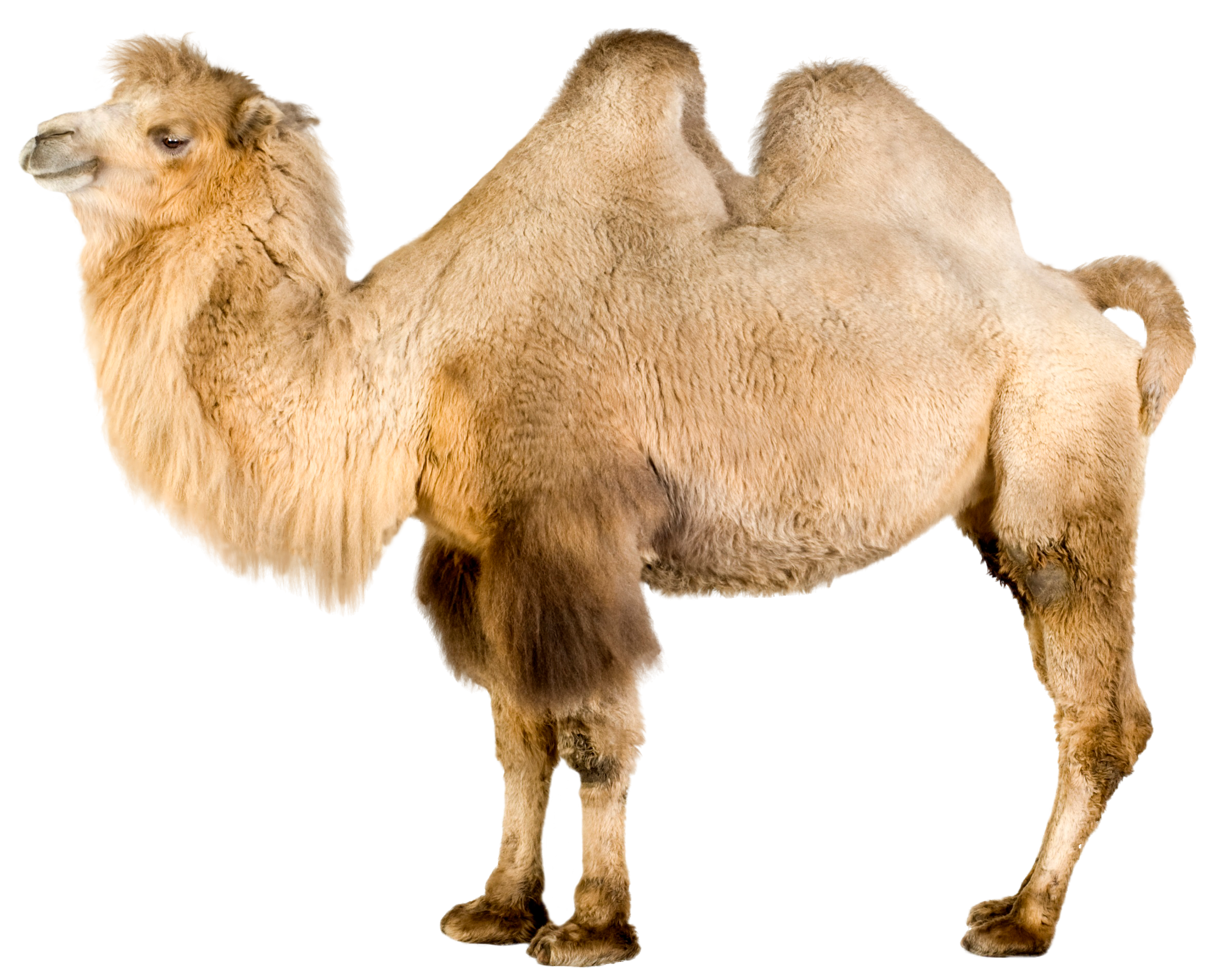 Camel png clip.