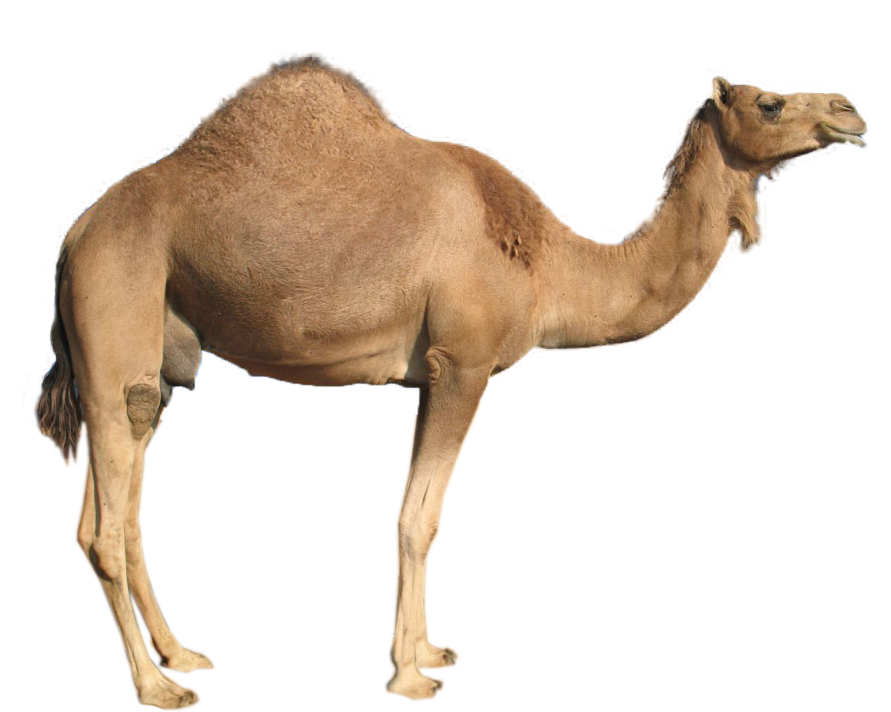 Camel clipart gambar.