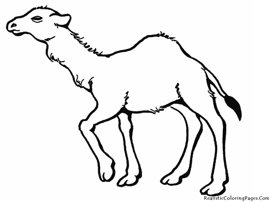 Print Camel Coloring Pages Realistic