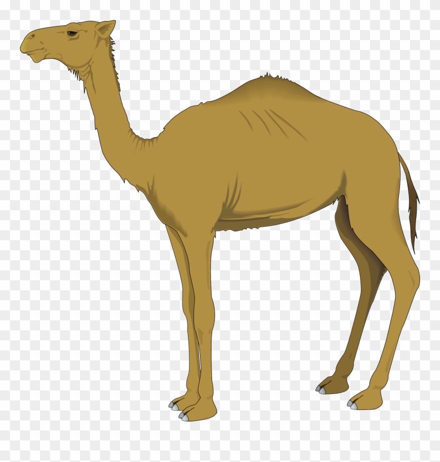 Clip Free Stock Camel Vector Tribal