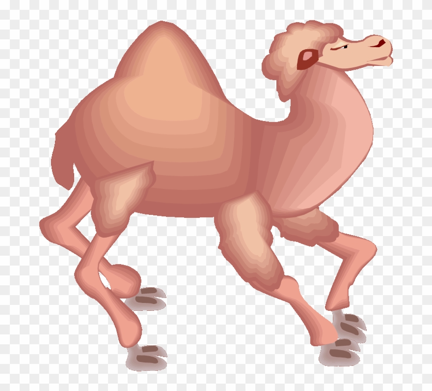 Running camel kamel.