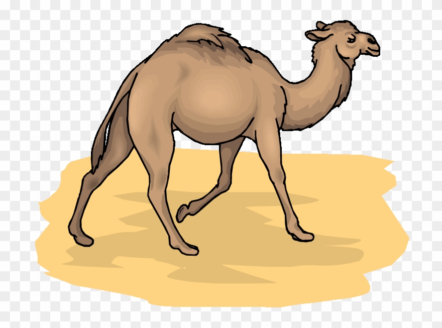 camel clipart running