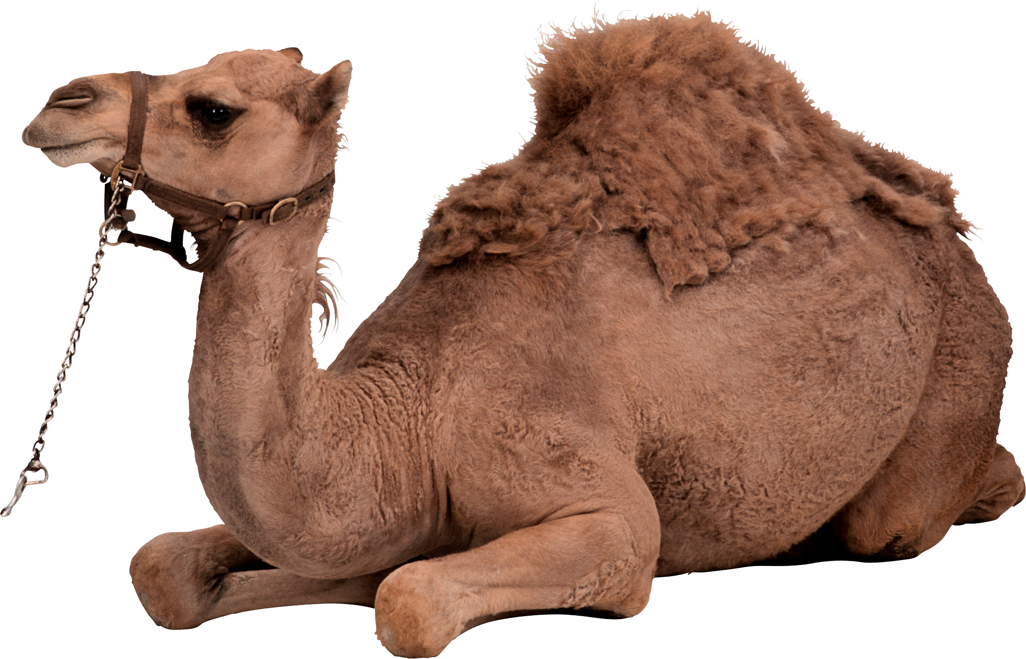 Desert camel sitting.