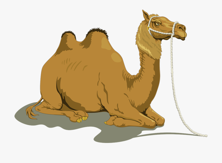Camel lying down.