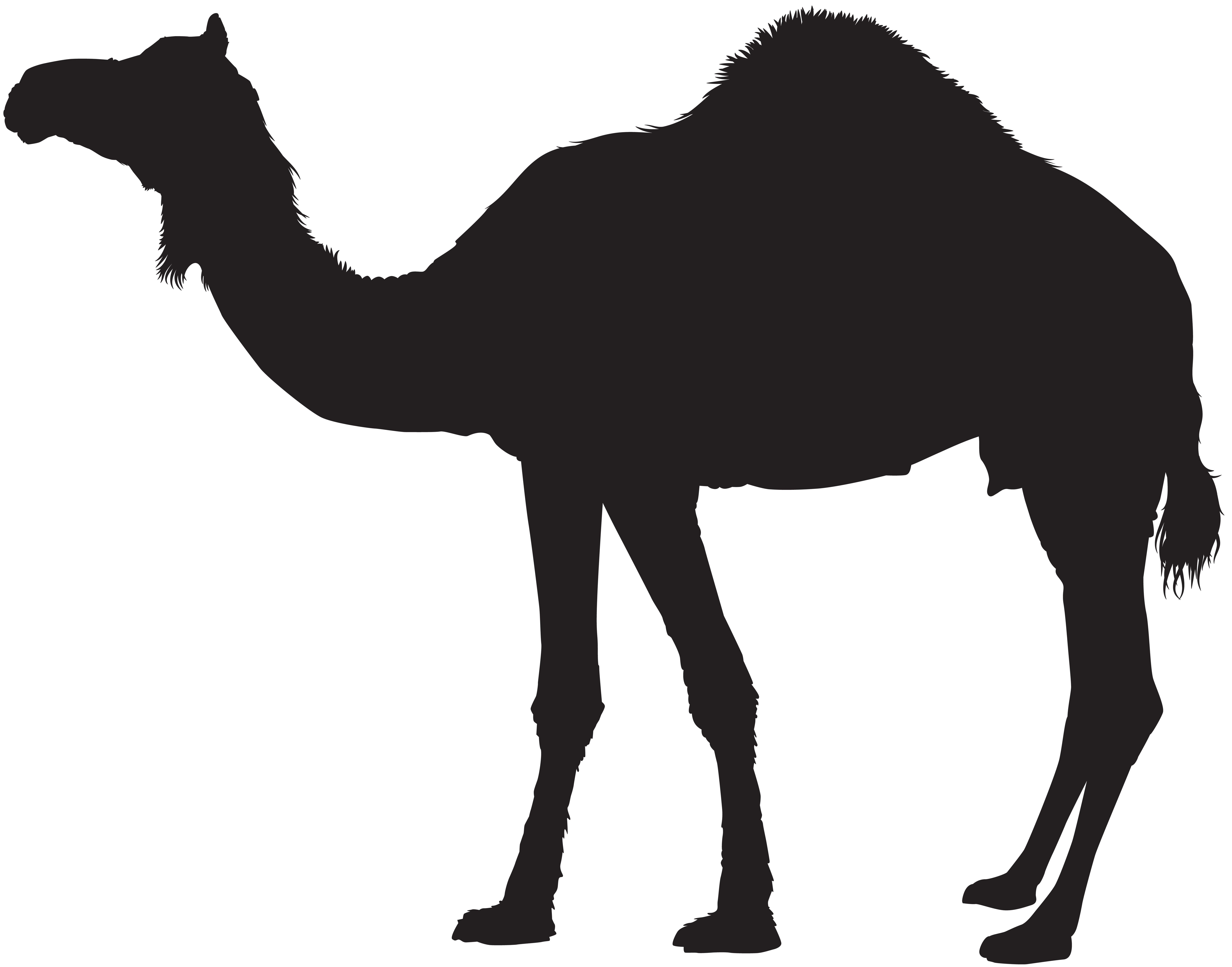Camel silhouette transparent.