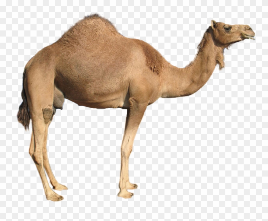 Camel Clipart Transparent