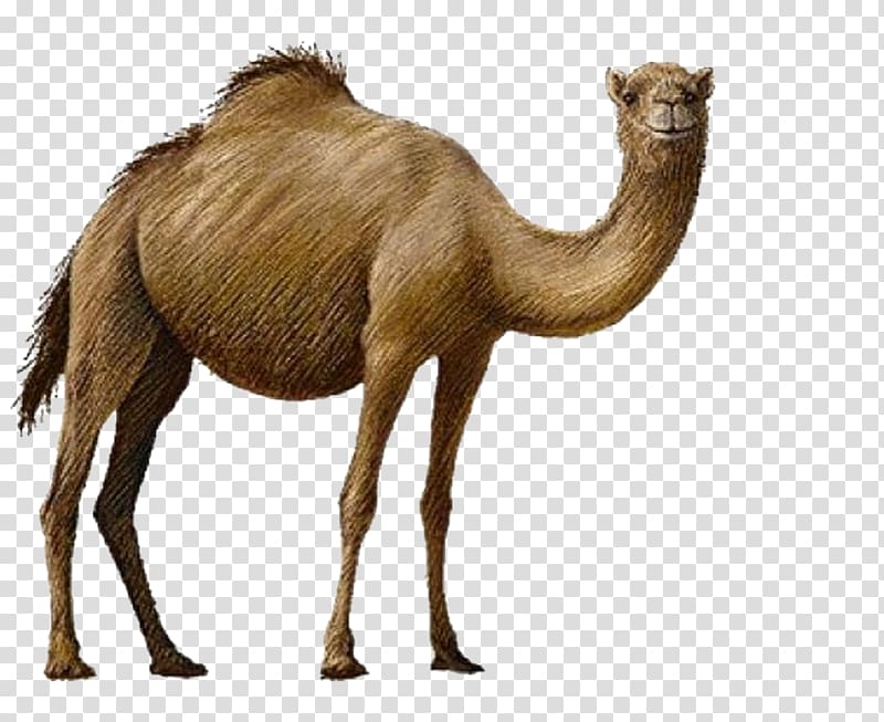 Bactrian camel , camel transparent background PNG clipart