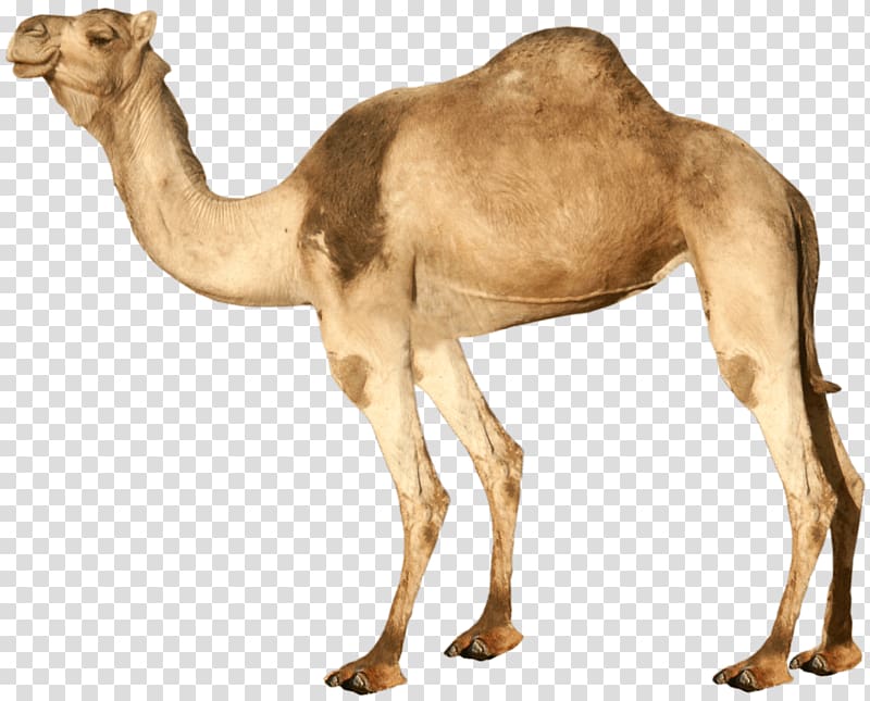 Brown camel, Dromedary Bactrian camel , Camel transparent