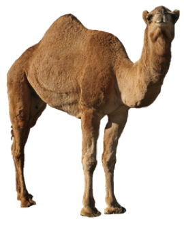 Camel png images.