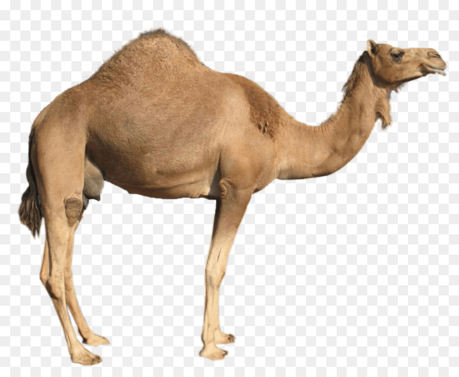 Camel transparent background.