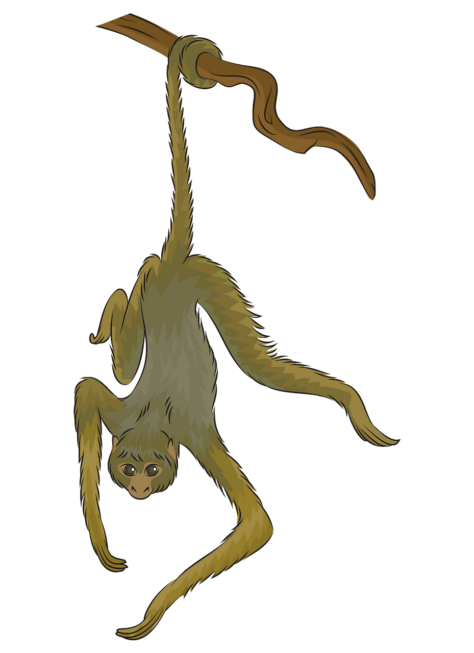 Spider monkey clipart