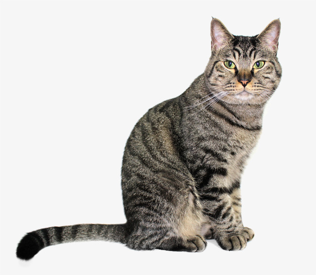 Tabby cat png.