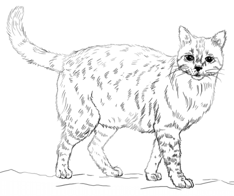 Realistic Cat coloring page
