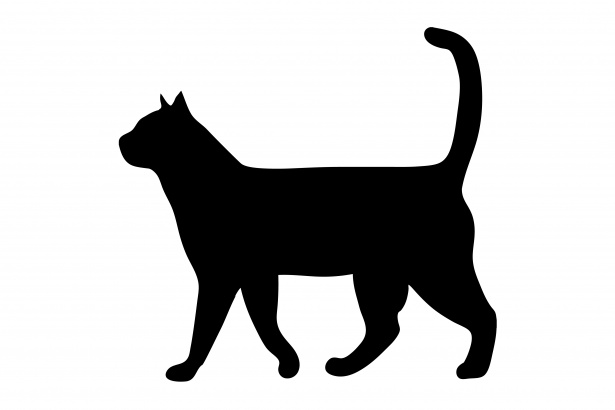 Cat walking black.