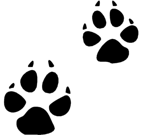 Coyote Paw Prints transparent PNG