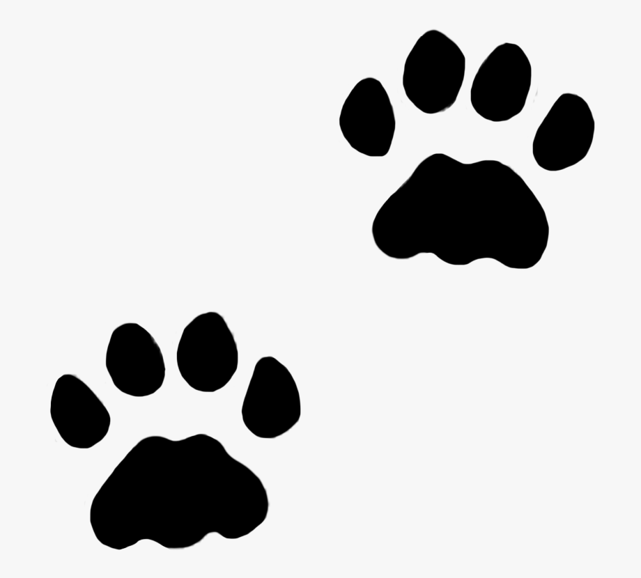 Dog Paws, Cat Paws In Snow, C