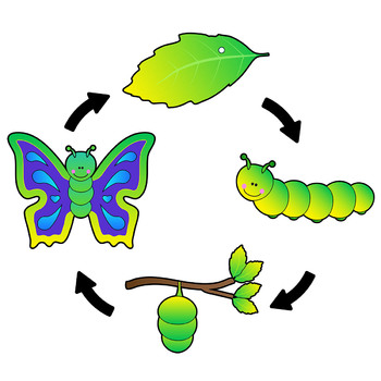 Butterfly life cycle.