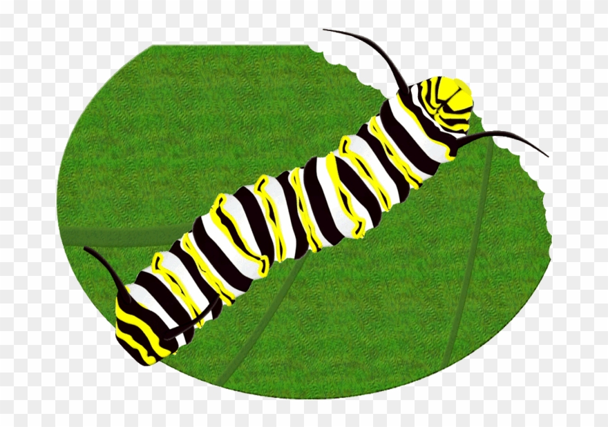 Monarch Butterfly Caterpillar Clipart Brush