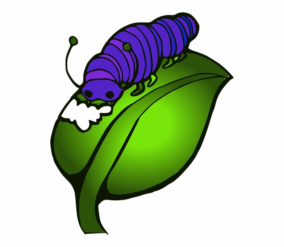 Caterpillar Eating Leaves Clipart, Transparent Png Download