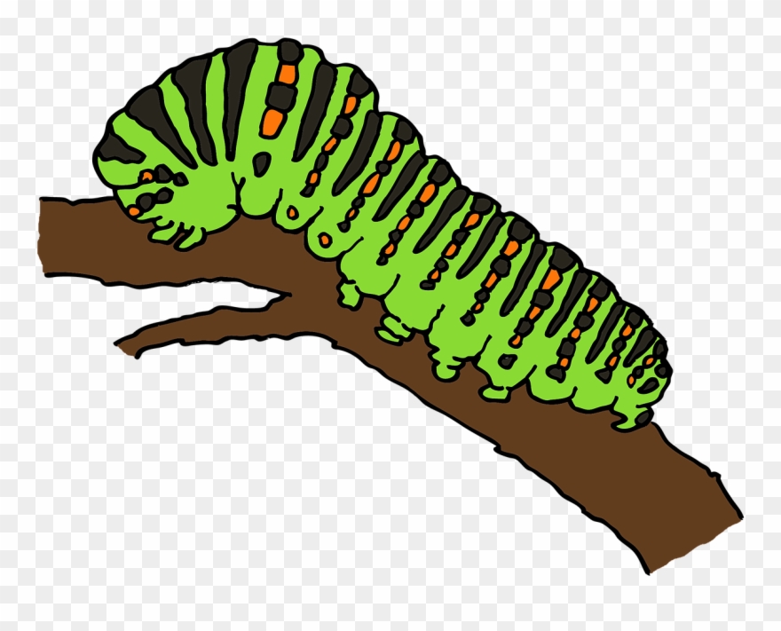 Caterpillar Clipart Ulat