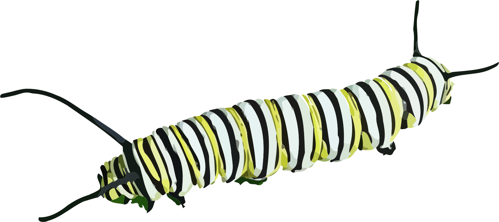 Caterpillar Clipart transparent PNG